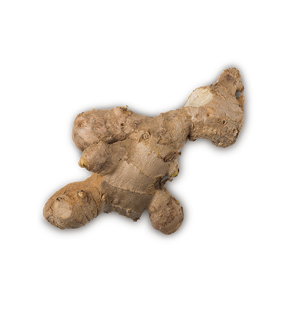 Ginger - US 8743
